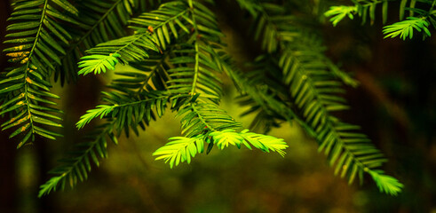 GOLF COURSE STORY - YEW TREE TIPS 