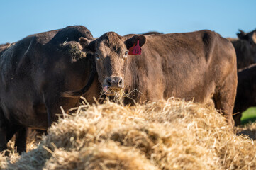 Beef cows and calves grazing on grass in south west victoria, Australia. eating hay and silage....