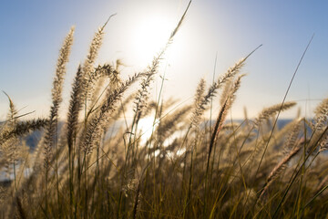 Gras am Meer - romantisch in der Sonne