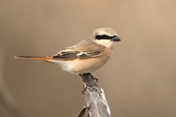 Red-tailed Shrike on a wooded log