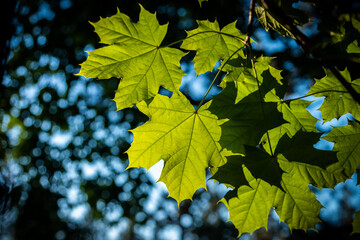 maple leaves lit by the sun in spring
