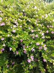 Fototapeta premium pink flowers in the garden