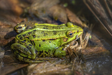 Frog With Green Skin And Big Yellow Eye In Summer Nature. Frog Sitting On The Ground.