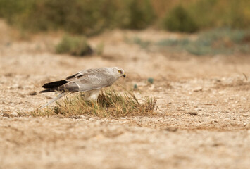 Pallid harrier perched on the ground