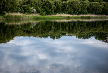 beautiful scenery - willow trees and reeds reflected in the lake