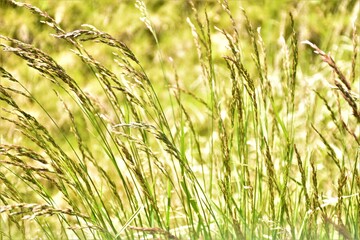 Kwitnąca trawa © merko