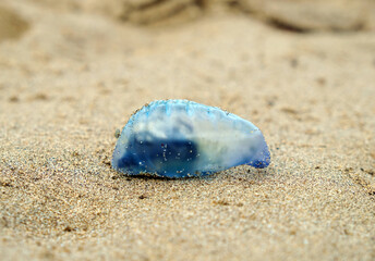 Portuguese man o' war, a blue bottle, venomous marine life form, similar to a jellyfish. (Physalia physalis)