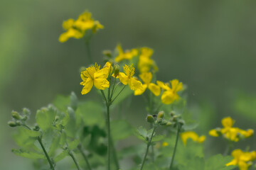 juicy plants, green grass, wild flowers