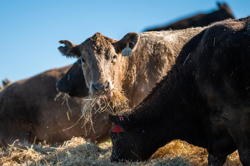 Beef cows and calves grazing on grass in south west victoria, Australia. eating hay and silage....