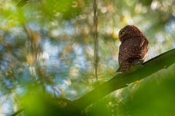 Eurasian Pygmy-Owl - Glaucidium passerinum sitting on the branch and looking for the prey in the forest in summer. Small european owl with the green wood background