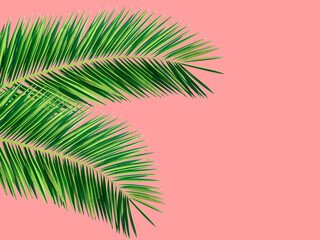 Tropical nature summer background with green dangling spiky palm leaves leaves on pastel pink backdrop. Botanical poster template with copy space