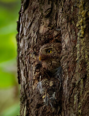 Eurasian Pygmy-Owl Glaucidium passerinum looking from the nest hole in the forest. Small european owl looking from the nesting hole and cleaning it from the rest of hunted prey, face to face and eyes