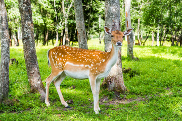 Deer amid portrait green grass park background