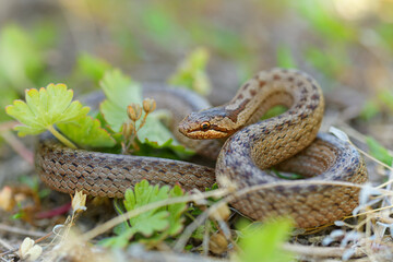 Smooth Snake - Coronella austriaca  species of non-venomous brown snake in the family Colubridae....