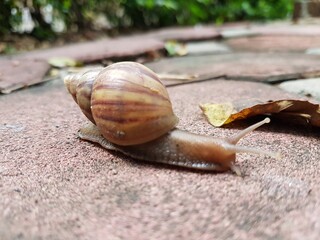 snail on a leaf