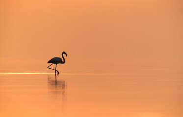 Silhouette of Greater Flamingos in the morning, Asker, Bahrain
