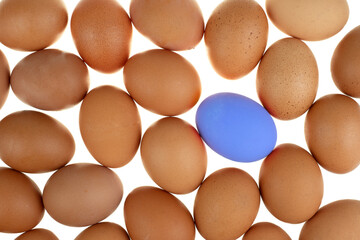 Close-up view of a blue easter egg chicken surrounded by nature fresh eggs on white background