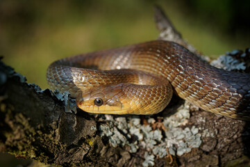 Aesculapian Snake - Zamenis longissimus, previously Elaphe longissima, nonvenomous olive green and yellow snake native to Europe, Colubrinae subfamily of family Colubridae. Hunting on the tree trunk