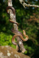 Aesculapian Snake - Zamenis longissimus, previously Elaphe longissima, nonvenomous olive green and yellow snake native to Europe, Colubrinae subfamily of family Colubridae. Hunting on the tree trunk