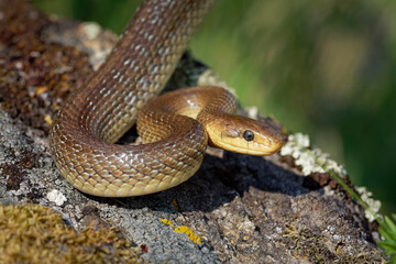 Aesculapian Snake - Zamenis longissimus, Elaphe longissima, nonvenomous olive green and yellow snake native to Europe, Colubrinae subfamily of the family Colubridae. Resting on the stone in vineyard