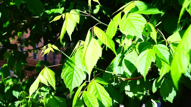 Green leaves of American Maple (Acer negundo) viewed from below