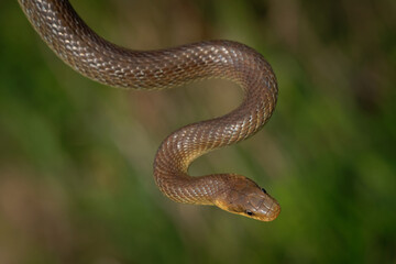 Aesculapian Snake - Zamenis longissimus, previously Elaphe longissima, nonvenomous olive green and yellow snake native to Europe, Colubrinae subfamily of family Colubridae. Hunting on the tree trunk