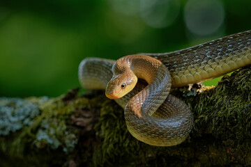 Aesculapian Snake - Zamenis longissimus, Elaphe longissima, nonvenomous olive green and yellow snake native to Europe, Colubrinae subfamily of the family Colubridae. Resting on the stone in vineyard