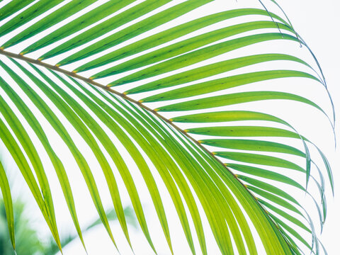 Frond against clear sky