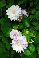 Pink and white double clematis flower on the vine