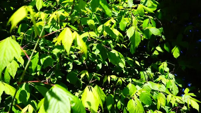 Green leaves of American Maple (Acer negundo) viewed from below