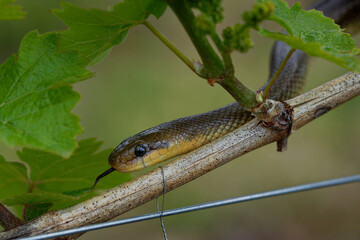 Aesculapian Snake - Zamenis longissimus, Elaphe longissima, nonvenomous olive green and yellow snake native to Europe, Colubrinae subfamily of family Colubridae. Resting on the grapevine in vineyard