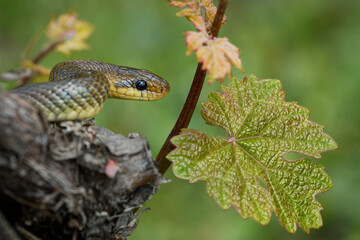 Aesculapian Snake - Zamenis longissimus, Elaphe longissima, nonvenomous olive green and yellow snake native to Europe, Colubrinae subfamily of family Colubridae. Resting on the grapevine in vineyard