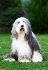 Naklejka na ściany i meble Adult blue-white Bearded Collie girl after grooming, waiting for the game.