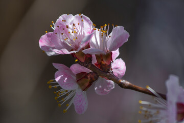 Apricot tree blooming, Krasnodar territory, Russia.