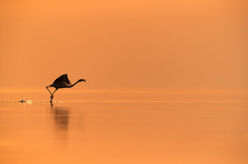 Greater Flamingo take in the morning at Asker coast, Bahrain