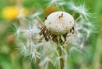 Falling dandelion seeds - achenes on a natural green background. Macrophotography. Selective focus.