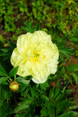 Yellow flower of a Bartzella Itoh peony plant, a cross between a tree peony and herbaceous peony