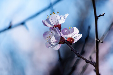 Apricot tree blooming, Krasnodar territory, Russia.