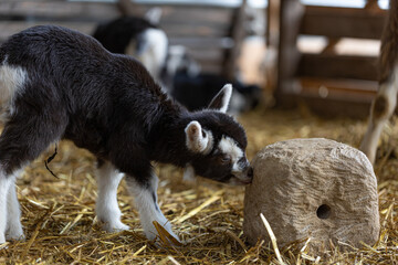 Zicklein Ziegen Baby leckt am Mineralstein im Stall