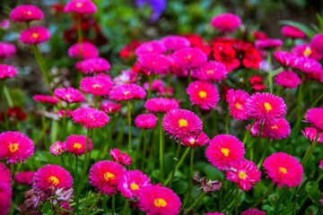 Obraz premium Flowers, Kashmir, India