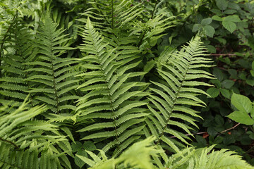 Beautyful ferns leaves green foliage natural floral fern background