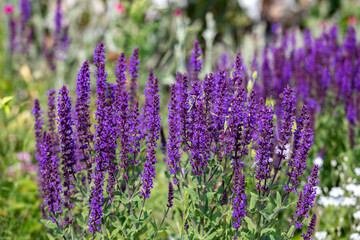 Naklejka premium Purple flowers Ajuga spring in the meadow