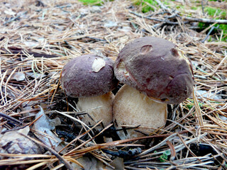 Ceps in a pine forest