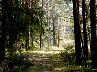 Pine forest lit by the evening rays of the sun