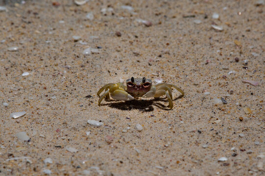 Sydney, Australia. Ghost crab on the beach.
