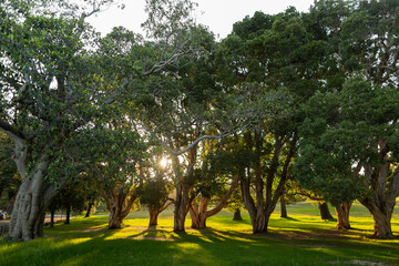 Sydney, Australia. Centennial Park. Sunset.