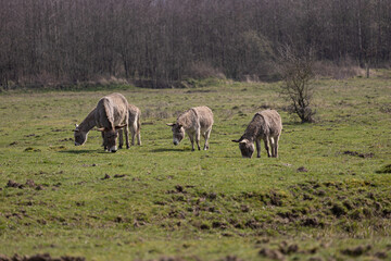Obraz na płótnie Canvas Esel im Naturschutzgebiet auf der Weide