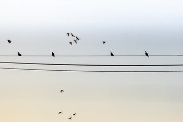 birds on wires