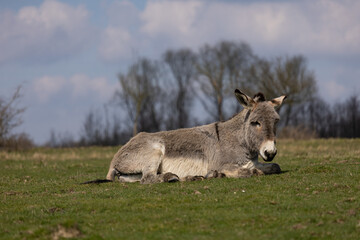 Esel im Naturschutzgebiet auf der Weide