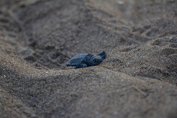 ewborn baby turtle closeup climbing on sand front view